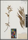 Foto von Salix alba L.